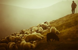 pastor_ovelhas